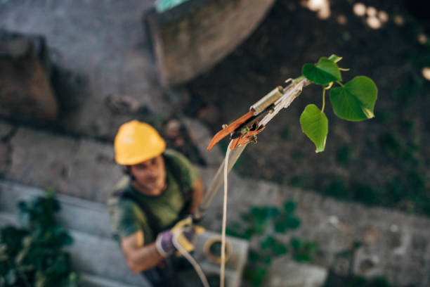 Trusted Key Largo, FL Tree Removal and Landscaping Services Experts